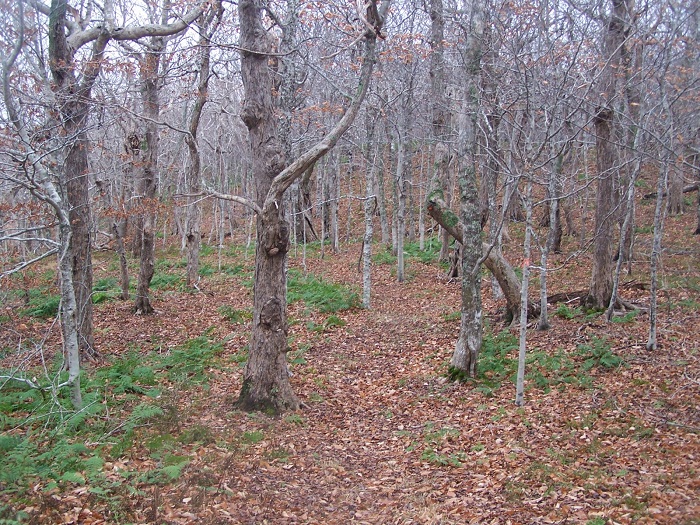 Cape Mabou Highland Hiking Trails 2.jpg